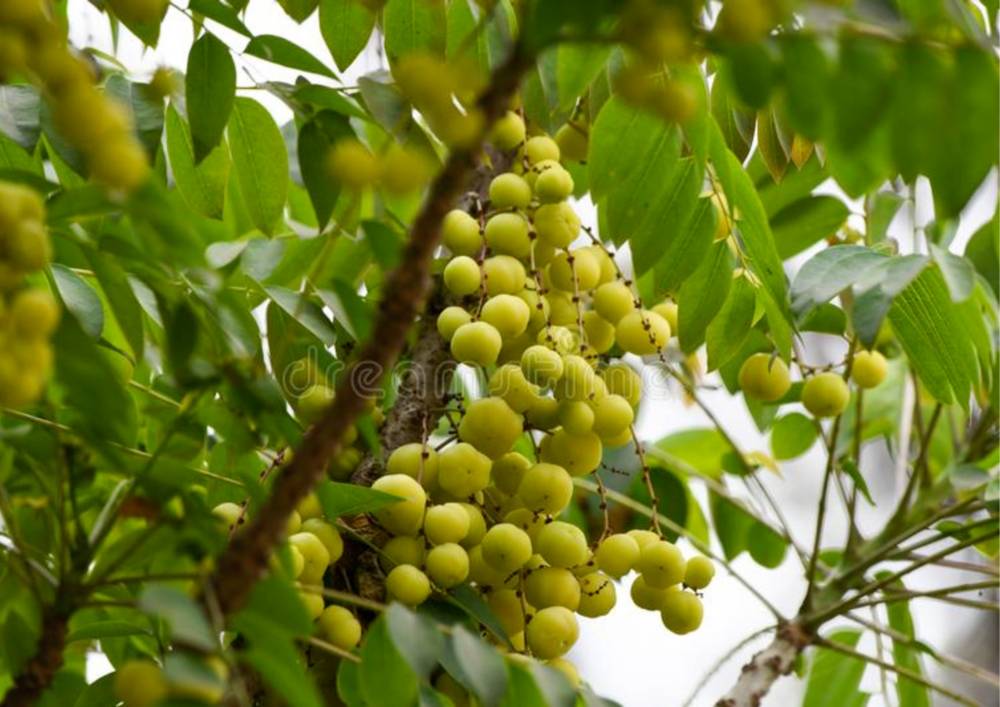 Amla-Shikai-Shampoo-image